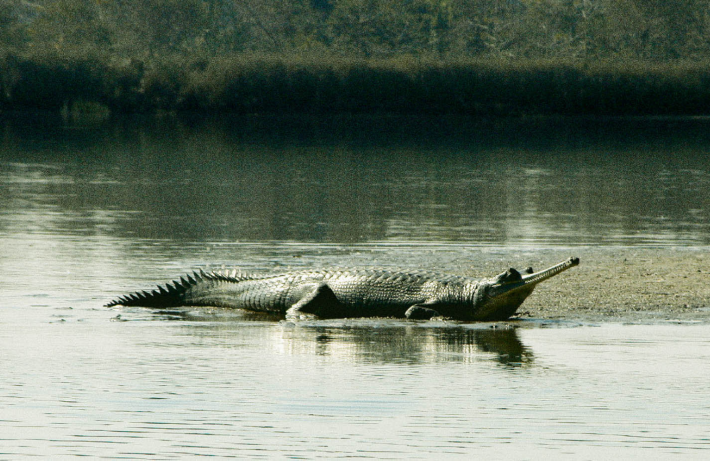 The Gharial of Chambal a trial for Conservation
